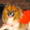 iluvpoms